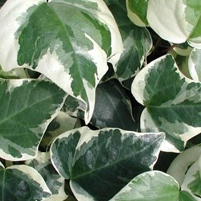 Hedera Algeriensis 'Gloire De Marengo' - Klimop 50-60 cm pot