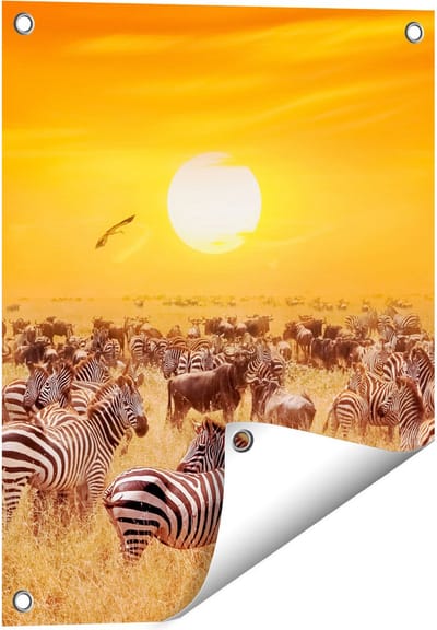 Gards Tuinposter Kudde Zebra's bij een Oranje Zonsondergang - 40x50 cm - Tuindoek - Tuindecoratie - Wanddecoratie buiten - Tuinschilderij