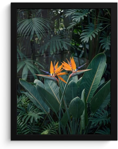 Poster in lijst - Fotolijst 30x40 cm - Posters - Paradijsvogel - Bloem - Exotisch - Posterlijst zwart - Decoratie - Wanddecoratie woonkamer - Muurdecoratie slaapkamer