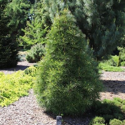 Plants Online - Haagplanten - Coniferen - Tuinplanten - Sier coniferen - Set van 1 - Sciadopitys verticillata - 5 liter pot - Plant 30-40 cm
