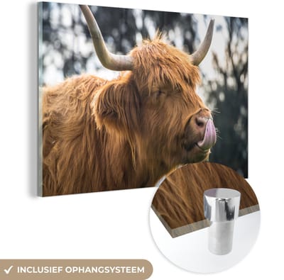 MuchoWow® Glasschilderij 120x80 cm - Schilderij acrylglas - Schotse Hooglander - Neus - Boom - Foto op glas - Schilderijen