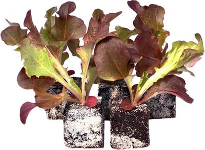 Rode Eikenbladsla Plantjes – 12 Slaplanten – Groenteplanten – Zelf Sla Kweken – Moestuin & Moestuinbak
