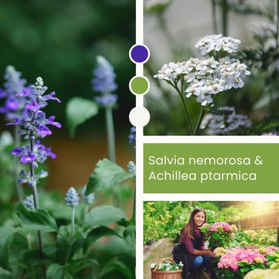 Planten Mix Salvia & Achillea - Vaste planten - Bijen-Vlinders - Snijbloemen - Geurend - Groenblijvend