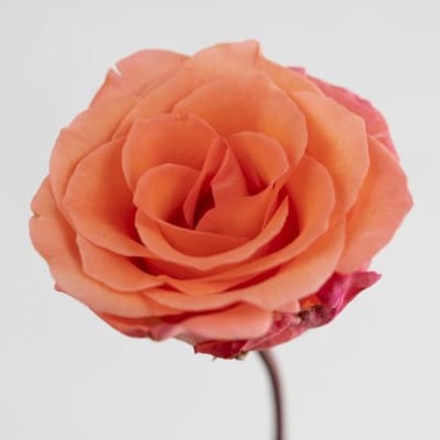 20x Rosa unicorn 40cm