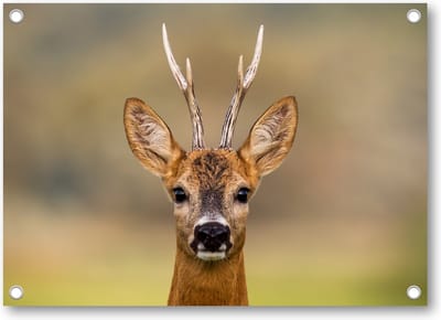 Hert Portret - Tuinposter 70x50 - Wanddecoratie - Dieren