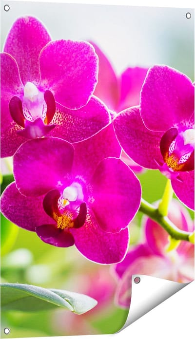 Gards Tuinposter Roze Orchidee Bloemen - 60x90 cm - Tuindoek - Tuindecoratie - Wanddecoratie buiten - Tuinschilderij