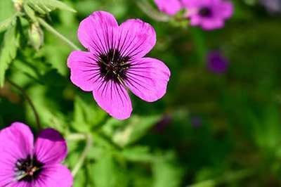 6x Ooievaarsbek - Geranium hybr. 'Dragon Heart'® | 9x9 cm pot