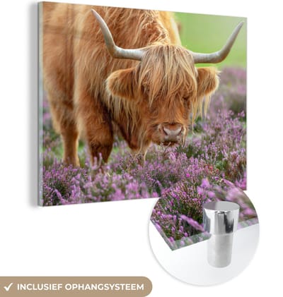MuchoWow® Glasschilderij 160x120 cm - Schilderij acrylglas - Schotse Hooglander - Paars - Bloemen - Foto op glas - Schilderijen