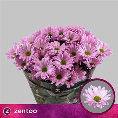 10x Chrysant katinka 70cm