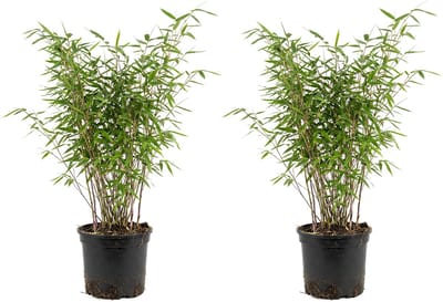 Bloomique - Set van 2 - Fargesia Nitida Gansu - Bamboe Plant - Niet Woekerend - Winterhard - Wintergroen - Haagplant - Tuinplanten - Hoogte 50-70 cm - Pot 17 cm