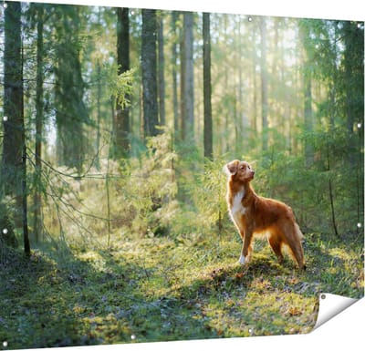 Gards Tuinposter Retriever Hond in het Bos met Zon - 150x120 cm - Tuindoek - Tuindecoratie - Wanddecoratie buiten - Tuinschilderij