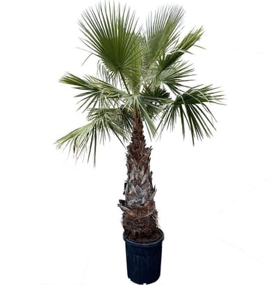 Palmboom - Washingtonia Robusta - Mexicaanse Waaierpalm - Pot ⌀ 40cm - Hoogte  ca. 250cm