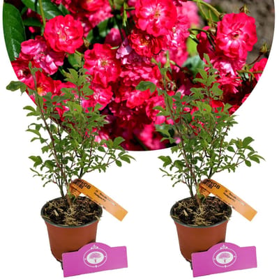 Set van 2 Trosroos - Rosa 'Fairy Dance' - Hoogte 40cm - 13cm pot
