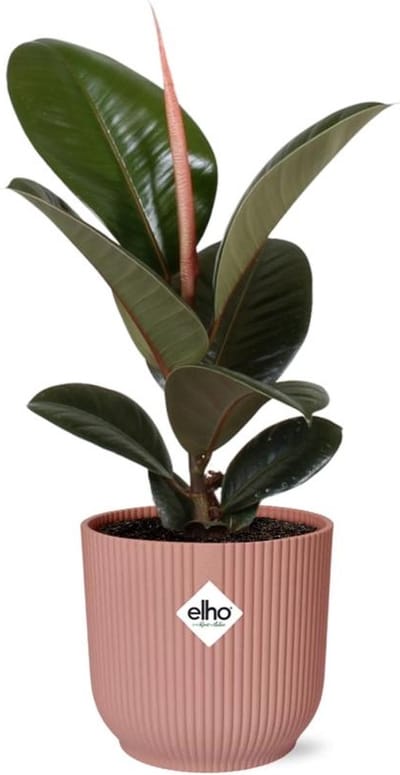 Plantenboetiek.nl | Ficus Elastica ‘Robusta’ in ELHO Vibes Fold roze - Ø14cm - 25-35cm hoog - Kamerplant - Groenblijvend