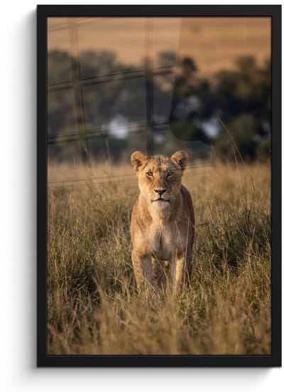 Poster in lijst - Fotolijst 40x60 cm - Posters - Leeuwin - Gras - Geel - Posterlijst zwart - Decoratie - Wanddecoratie woonkamer - Muurdecoratie slaapkamer