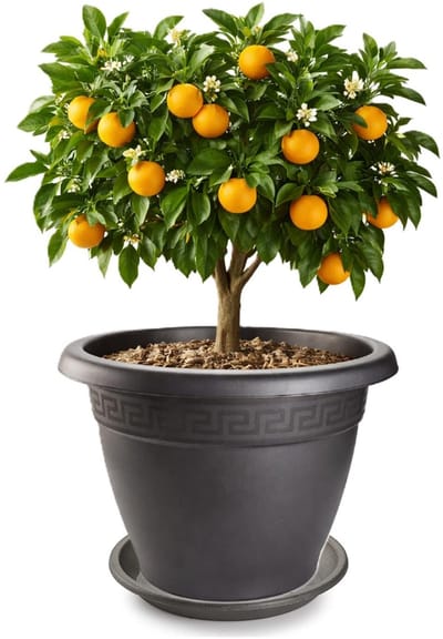 Plasticforte plantenpot met opvang schaal - antraciet - rond - D50 x H40 cm - kunststof - buiten - tuin - bloempot
