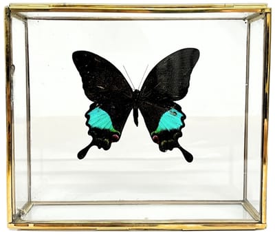 Zwart Blauwe vlinder - Papilio karna in elegante glazen kistje met gouden rand