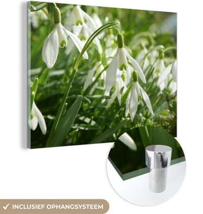 ® Glasschilderij 160x120 cm - Schilderij acrylglas - Bank van witte sneeuwklokjes - Foto op glas - Muurdecoratie woonkamer - Wanddecoratie slaapkamer - Schilderijen