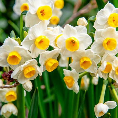 Narcissen Bloembollen Winterhard - Avalanche - 25 stuks - Geel & Wit - Bloem Bollen Mix - Paasbloemen Meerjarig