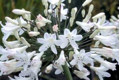 6x Afrikaanse lelie - Agapanthus afr. 'Albus' | 9x9 cm pot