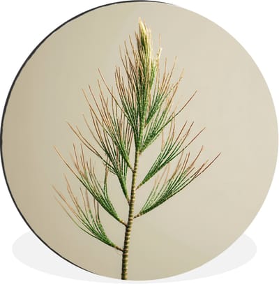 WallCircle - Wandcirkel - Muurcirkel - Dennentak - Naaldvormige bladeren - Lichtgroen - Aluminium - Dibond - 30x30 cm - Binnen en Buiten
