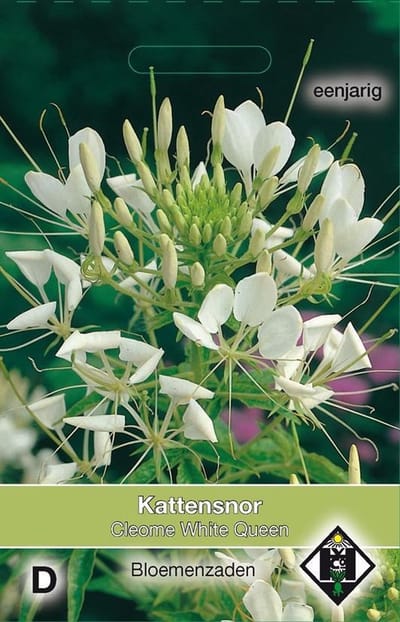 Van Hemert - Kattensnor White Queen (Cleome hassleriana)