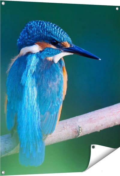 Gards Tuinposter Blauwe IJsvogel op een Tak - 80x100 cm - Tuindoek - Tuindecoratie - Wanddecoratie buiten - Tuinschilderij