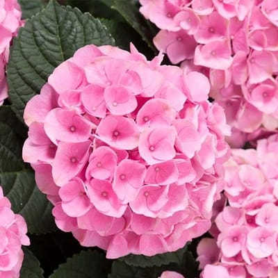 JUNAVERA Hydrangea macrophylla 'Early rosa' (hortensia) | Roze bloei | 35 cm hoog | In 14 cm pot | Voor tuin, balkon en terras