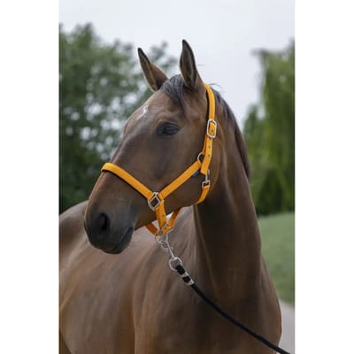 Satijnen paardenhalster Norton