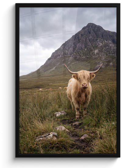 Poster in lijst - Fotolijst 60x90 cm - Posters - Schotse hooglander - Bergen - Grasveld - Posterlijst zwart - Decoratie - Wanddecoratie woonkamer - Muurdecoratie slaapkamer