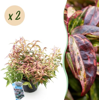 Plantenboetiek.nl | Leucothoe Makijaz - Bruin - 2 Planten - Groenblijvend - Weinig Onderhoud - Ø17cm - 35-45cm hoog - Tuinplant