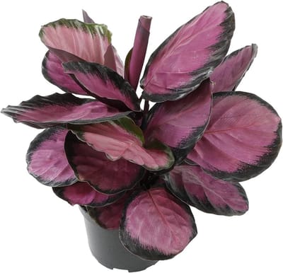 JUNAVERA Calathea roseopicta 'Crimson' | compacte terrariumplant en kamerplant | 7 cm pot | 16 cm hoog