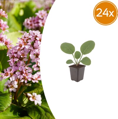 Tuinplantenshop.com | Bergenia cordifolia | 24 stuks - Ø9cm - 10-25cm hoog - Tuinplant
