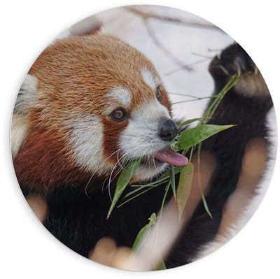 KuijsFotoprint - Schilderij - Etende Rode Panda - Zwart, Wit, Bruin En Rood - 90 X 90 Cm