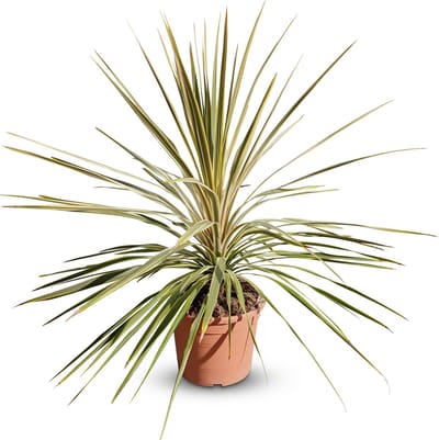 Cordyline australis 'Dazzler' – Koolpalm – 100 cm inclusief pot (10 liter) – Palmboom - Winterhard