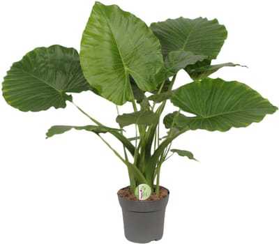 Plantenboetiek.nl | Alocasia Gageana California - Ø21cm - 70-80cm hoog - Kamerplant - Groenblijvend