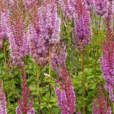 6 x Astilbe Chinensis 'Superba' - Astilbe pot 9x9cm