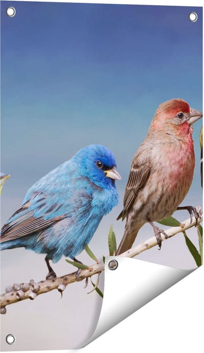 Gards Tuinposter Kleurrijke Zangvogels op een Tak - Kleur - 40x60 cm - Tuindoek - Tuindecoratie - Wanddecoratie buiten - Tuinschilderij
