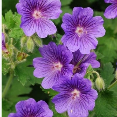 Ooievaarsbek (Geranium) - Rozanne - Vaste planten - Bodembedekkers - Zomerbollen - Voorjaarsbollen