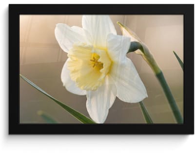 Poster in lijst - Fotolijst 30x20 cm - Posters - Narcis - Bloem - Minimalistisch - Posterlijst zwart - Decoratie - Wanddecoratie woonkamer - Muurdecoratie slaapkamer