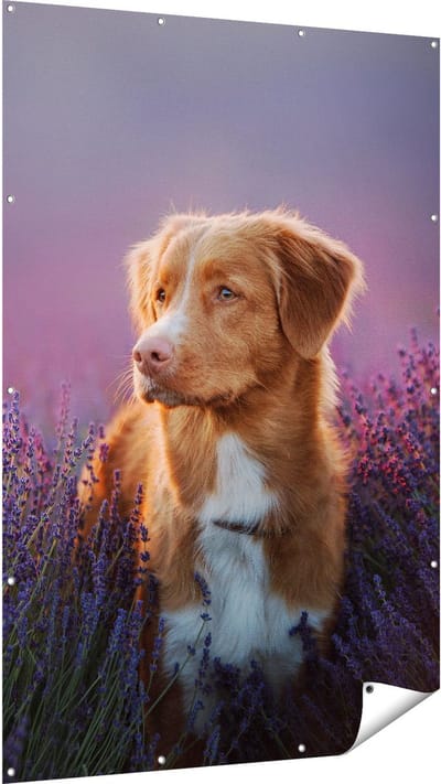 Gards Tuinposter Retriever Hond tussen de Lavendel Bloemen - 120x180 cm - Tuindoek - Tuindecoratie - Wanddecoratie buiten - Tuinschilderij