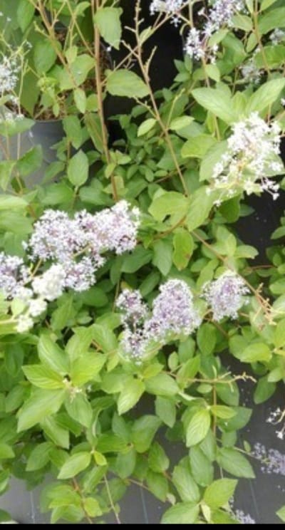 Ceanothus del. 'Gloire de Versailles' - Amerikaanse Sering , Sikkelbloem 60- 80 cm in pot
