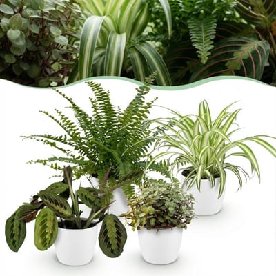 Green boutiQ - Kamerplant - Chlorophytum - Maranta - Calissia - Nephrolepsis - Mix van 4 - Huisdiervriendelijke Planten - Groen - 4 Planten - met Potter Wit - Pot 12cm - Hoogte 25cm