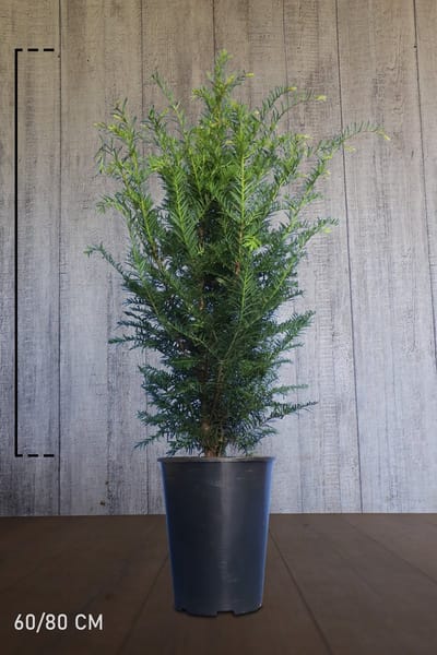 10 stuks | Taxus media Hicksii Pot 60-80 cm | Standplaats: Half-schaduw | Latijnse naam: Taxus x media Hicksii