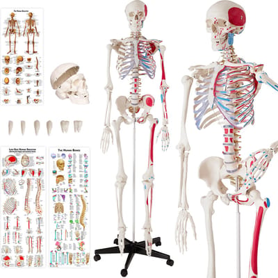 tectake® Anatomie Skelet - 180cm - Levensgroot Medisch Model op Staandaard met Wielen - Met Spiermarkering - Beweegbaar - Afneembare Onderdelen - incl. Meerdere Posters