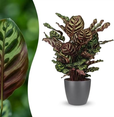 Kamerplant Calathea - Pauwenplant Makoyana - Interieur Decoratie - Natuurlijke Luchtreiniger - 70 cm Hoog - Groen