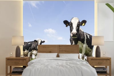Behang - Fotobehang Koeien - Gras - Dieren - Zon - Boerderij - Breedte 300 cm x hoogte 300 cm