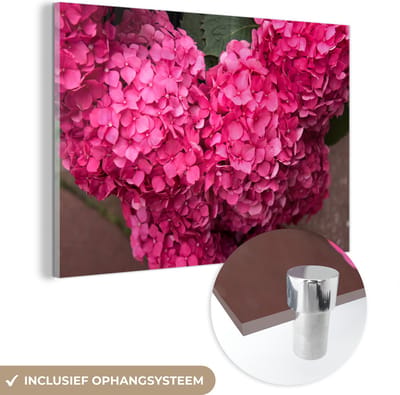 ® Glasschilderij 180x120 cm - Schilderij acrylglas - Close up roze hortensia bloemen - Foto op glas - Muurdecoratie woonkamer - Wanddecoratie slaapkamer - Schilderijen