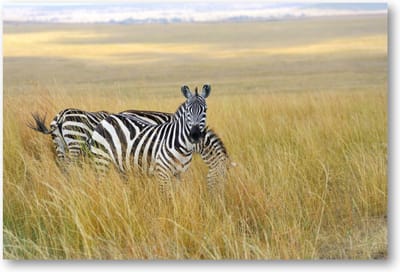 Zebra's - 90x60 Canvas Liggend - Dieren