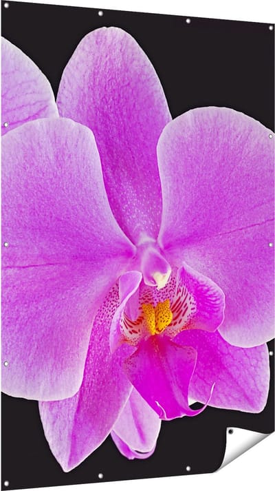 Gards Tuinposter Licht Paarse Orchidee - Bloem - 120x180 cm - Tuindoek - Tuindecoratie - Wanddecoratie buiten - Tuinschilderij